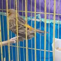 پرنده قناری آماده و بخوان|پرنده|رشت, حافظ آباد|دیوار