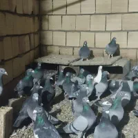 تعداد ۵۰ عدد کفتر درجه یک نژاد دار زدودخورد شده