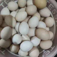 تخم مرغ محلی