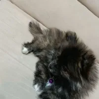 فرشته ی خرسی|سگ|تهران, تهرانپارس جنوبی|دیوار