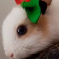 خرگوش