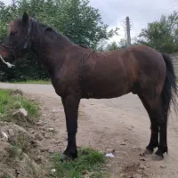 اسب کهر اخته یرنگ سال6