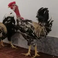 مرغ و خروس گلین گردن لخت(نژاد خاص)