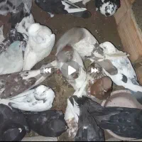 کفترهاهمش خوب هستن