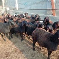 18 رس بره ماده غزل افشار|حیوانات مزرعه|ملکآباد, |دیوار