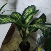 گل  دیفن باخیا|گل و گیاه طبیعی|یزد, |دیوار