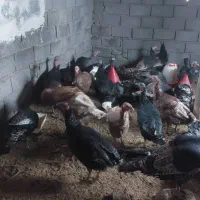 بوقلمون محلی و اورگانیک برا شب چله