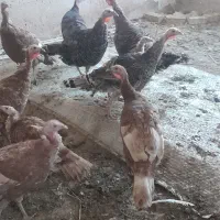 جهت آشنایی با این شماره تماس بگیرید|پرنده|تاکستان, |دیوار