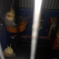 عروس هلندی