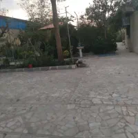 سرپرستی  سگ