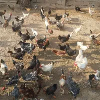 فروش مرغ و خروس جوان