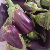 بادمجون تازه شیرین طبیعی جهرم کیلو 25