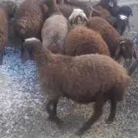 حیوان مایه شریکی