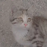 گربه خانگی