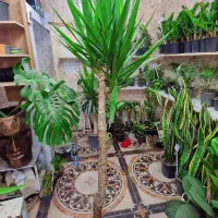 گل و گیاه یوکا تنه دار|گل و گیاه طبیعی|اهواز, کوی علوی|دیوار
