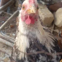 دو عدد مرغ بومی