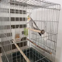 عروس هلندی نر|پرنده|چهاربرج, |دیوار