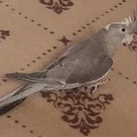 پرنده گمشده