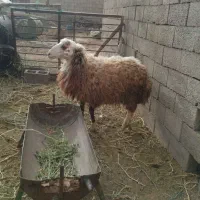 بره نر گوشتی