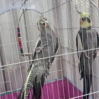 عروس هلندی ماده