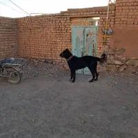 واگذاری سگ گله