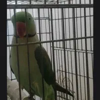 شاطوطی