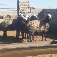 میش وشیشک|حیوانات مزرعه|اسفرورین, |دیوار