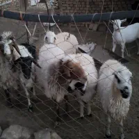 میش آبستن|حیوانات مزرعه|خرانق, |دیوار