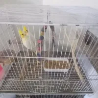 عروس هلندی چشم شرابی