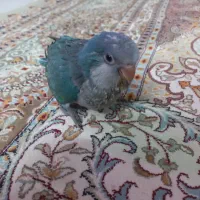جوجه راهب ابی