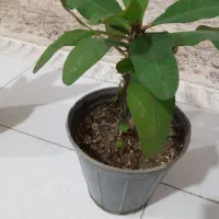 گل مرجان در انواع سایز