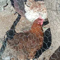 مرغ|حیوانات مزرعه|الشتر, |دیوار