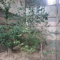 فروش یا واگذاری نهال