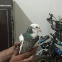 کبوترنقابی