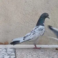 کفتر یا کبوتر معاوضه با قناری|پرنده|کرمانشاه, |دیوار