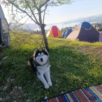 سگ هاسکی سیبرین 11 ماهه