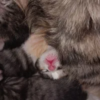 واگذاری گربه|گربه|دماوند, گیلاوند|دیوار