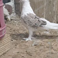 کبوتر
