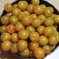 آلو قطره طلا