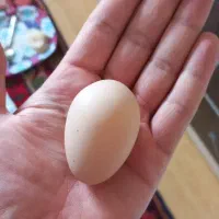 تخم مرغ محلی-رسمی فقط ۱۶ تومن کاملا ارگانیک