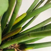 گل زانفوریا|گل و گیاه طبیعی|سبزوار, قاضی زاد|دیوار