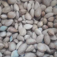 badام|خوردنی و آشامیدنی|تهران, شهرک ابوذر|دیوار
