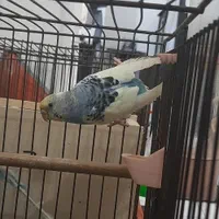 طوطی عروس ومرغ عشق|پرنده|آستانه اشرفیه, |دیوار