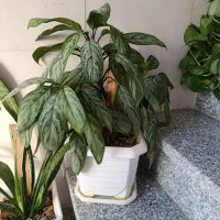 تعدادی گل وگلدان|گل و گیاه طبیعی|کرمانشاه, |دیوار