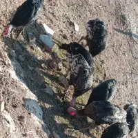 بوقلمون نرو ماده|حیوانات مزرعه|سیروان, |دیوار