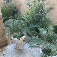 گل و گیاه تزیینی و زینتی|گل و گیاه طبیعی|رشت, شالکو|دیوار