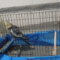 عروس هلندی با جوجه