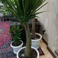 گلهای منحصر به فرد جذاب|گل و گیاه طبیعی|تهران, نیروی هوایی (پیروزی)|دیوار