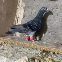 سبز