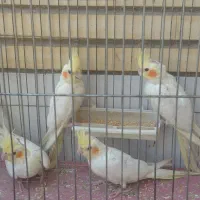 پرنده